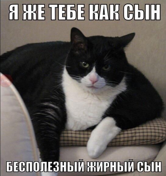 Порция картинок