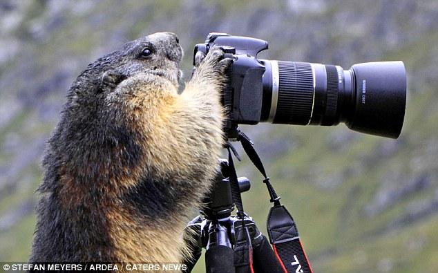 Зверьки учаться фотографировать (6 фото)