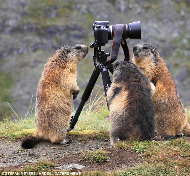 Зверьки учаться фотографировать (6 фото)