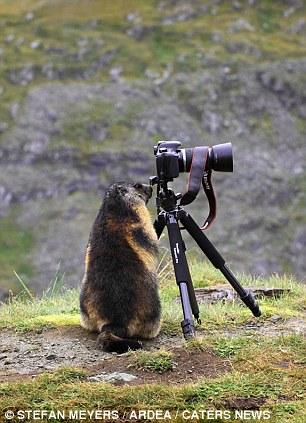 Зверьки учаться фотографировать (6 фото)
