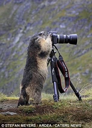 Зверьки учаться фотографировать (6 фото)