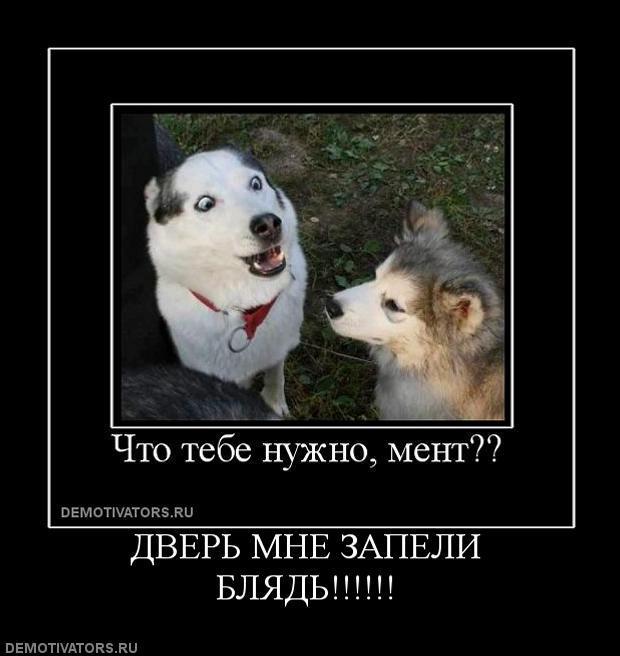 Демотиваторы (72 фото)