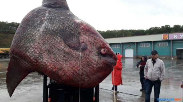 Рыбаки поймали огромную рыбу, но их радость длилась недолго