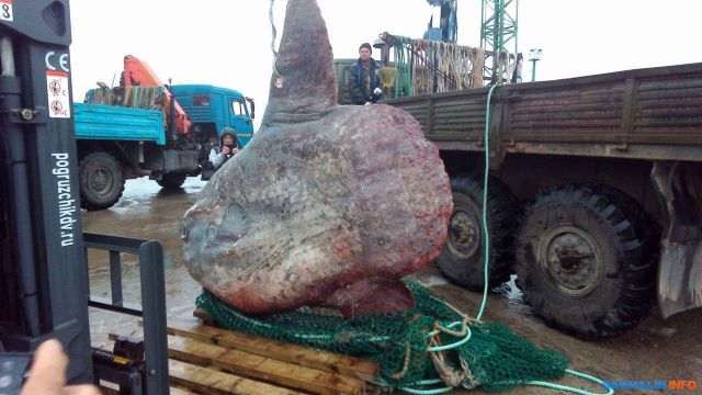 Рыбаки поймали огромную рыбу, но их радость длилась недолго