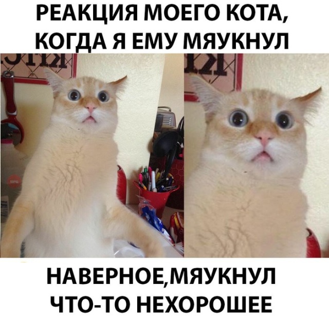 Прикольные картинки