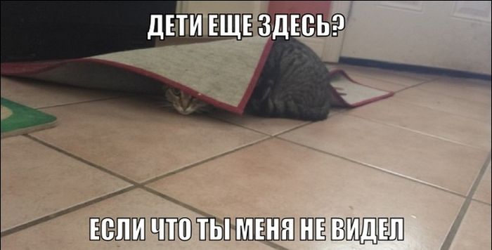 Порция картинок