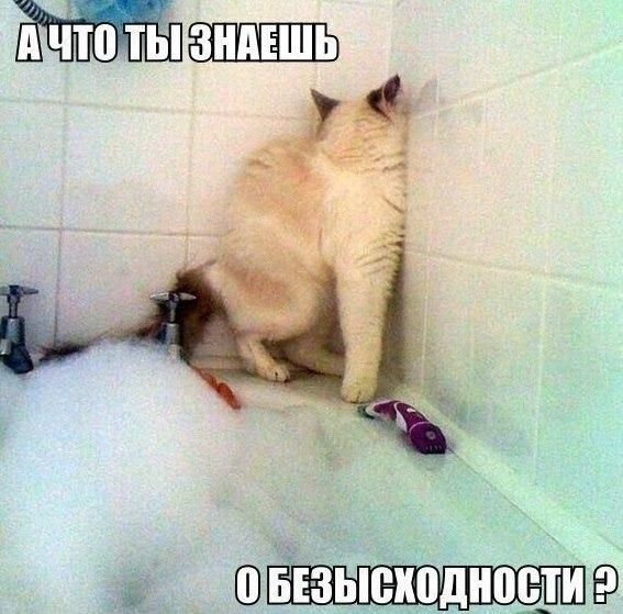 Порция картинок