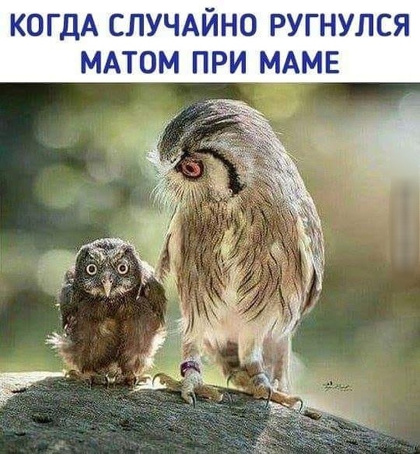 Странный юмор без смысловой нагрузки