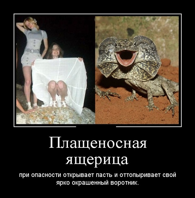 Демотиваторы