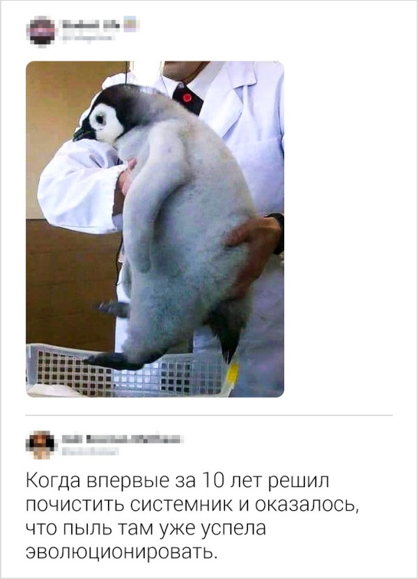Язвительные комментарии из социальных сетей
