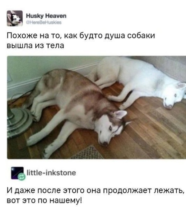 Юмор и комментарии из социальных сетей