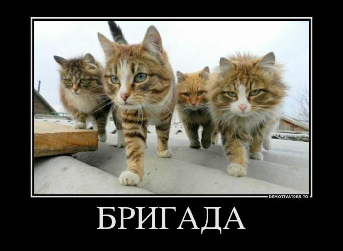 Демотиваторы (45 фото) Демотиваторы (45 фото)