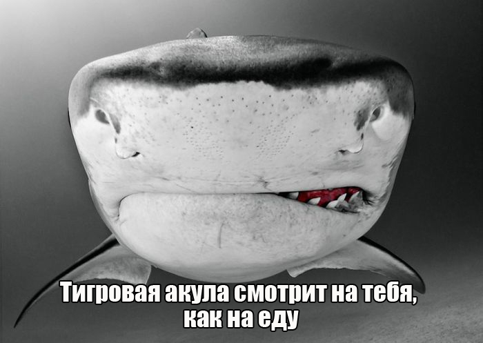 Порция картинок