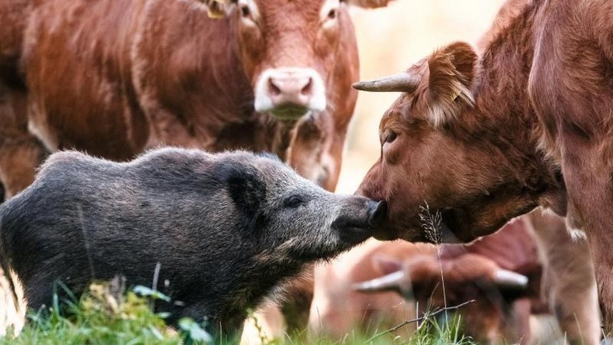 Дикий кабан поселился в стаде коров