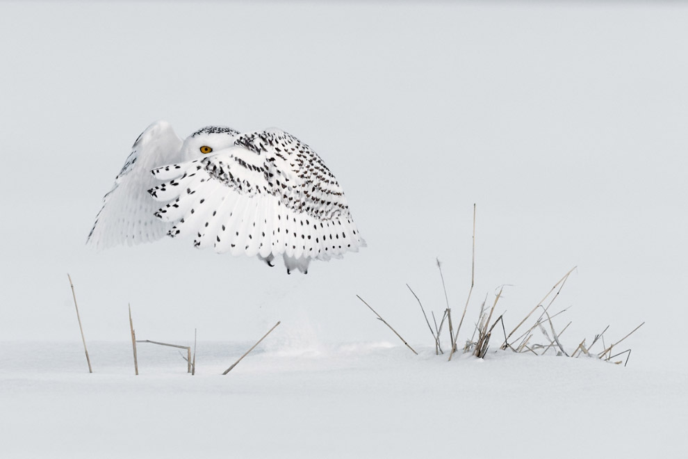 Фотографии участников ежегодного конкурса Sony World Photography Awards 2018 Фотографии участников ежегодного конкурса Sony World Photography Awards 2018