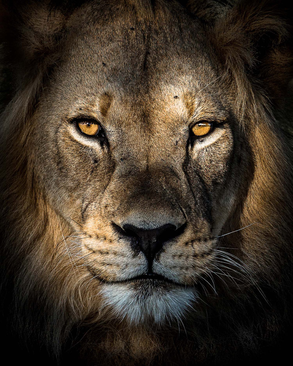 Фотографии участников ежегодного конкурса Sony World Photography Awards 2018 Фотографии участников ежегодного конкурса Sony World Photography Awards 2018