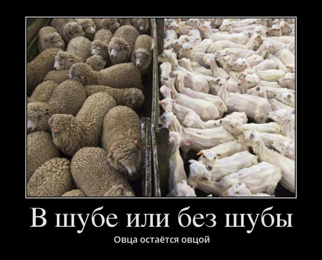 Демотиваторы