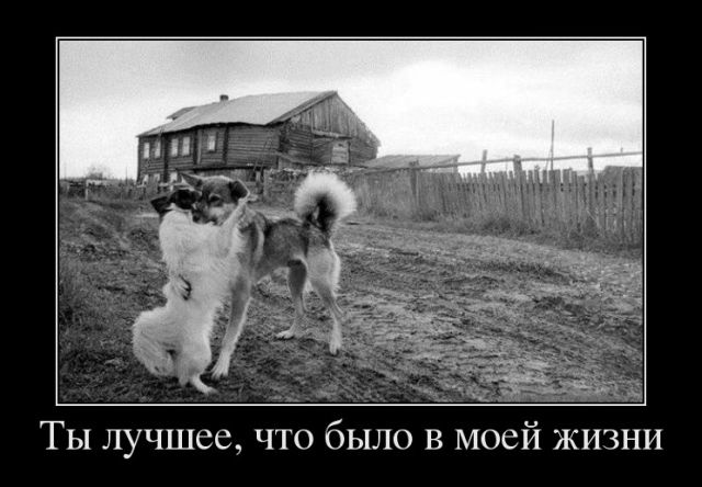 Демотиваторы