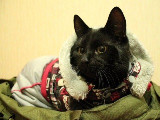 Житель Мурманска в компании кота отправился в пеший поход во Владивосток