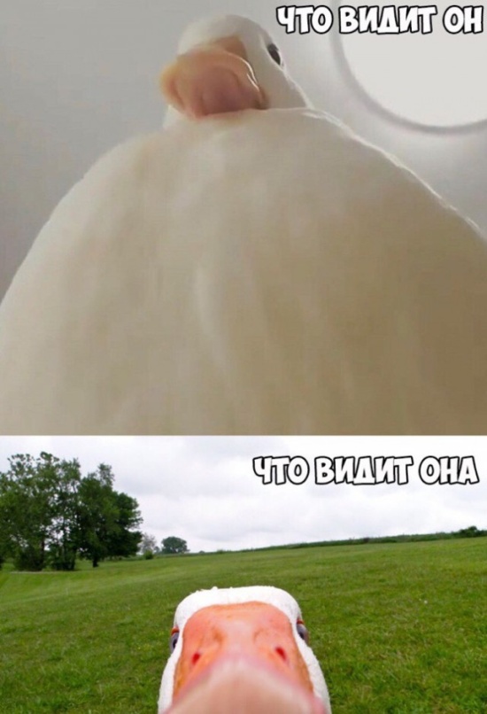 Откровенный юмор и пошлые шутки