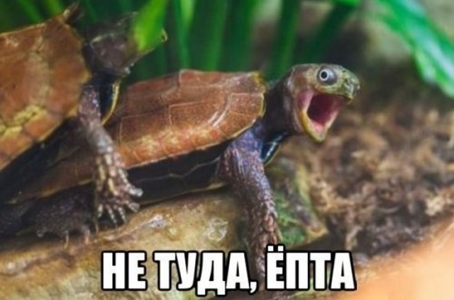 Откровенный юмор и пошлые шутки