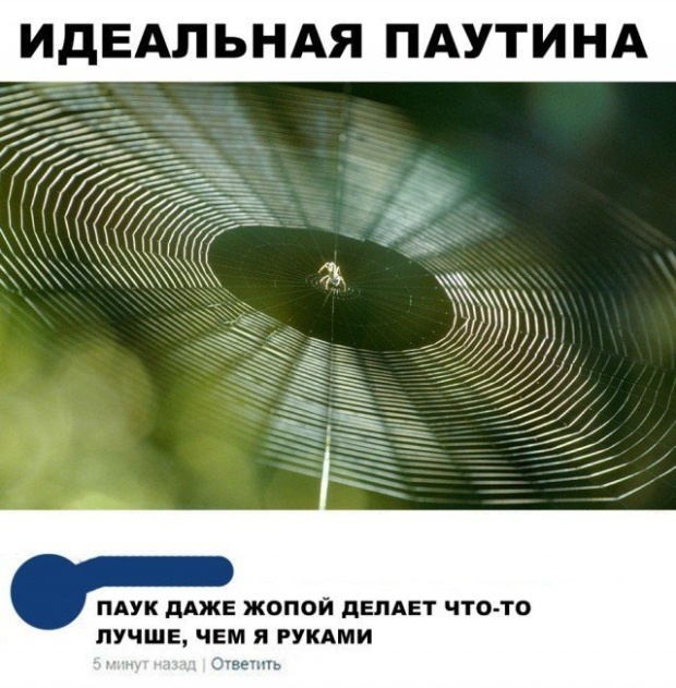 Высказывания и искрометные комментарии в социальных сетях