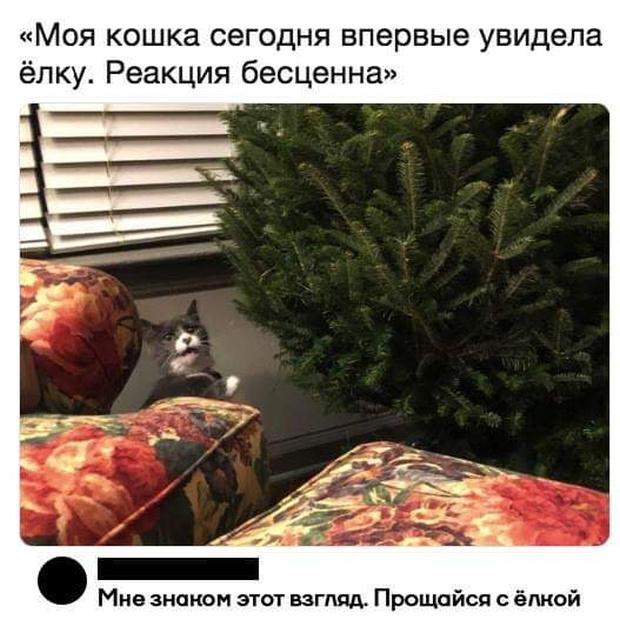 Высказывания и искрометные комментарии в социальных сетях