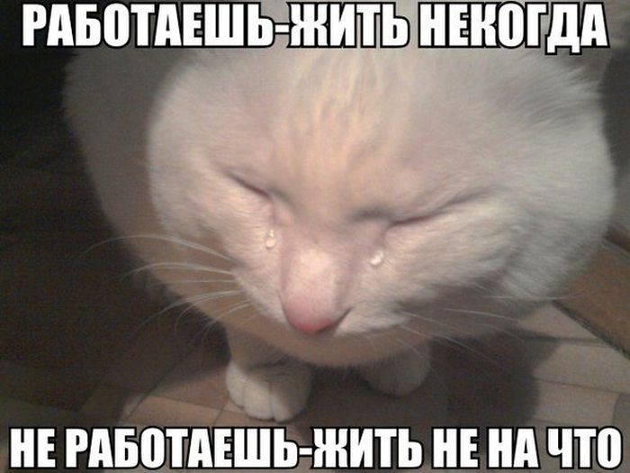 Порция картинок