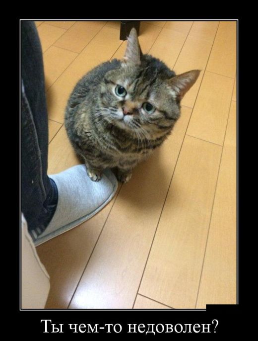 Демотиваторы