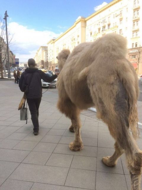 Удивительные и забавные фото с просторов России