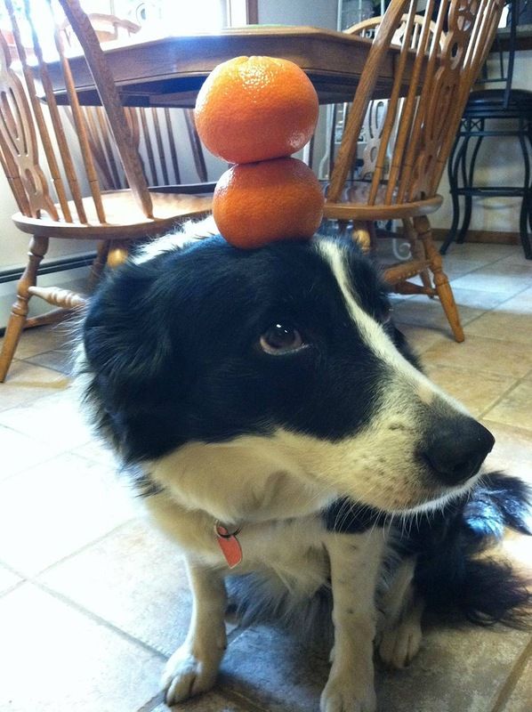 Собака, которая умеет держать предметы