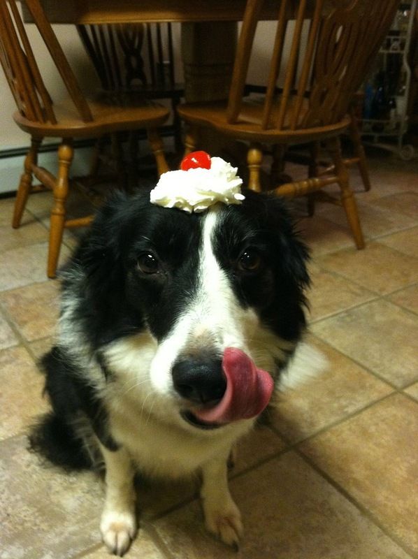 Собака, которая умеет держать предметы