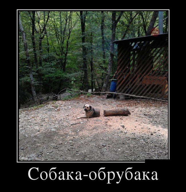 Демотиваторы