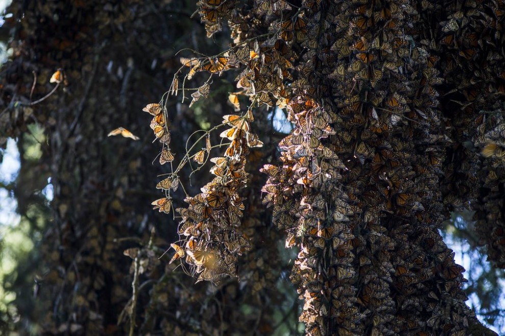Лучшие фотографии живой природы за последнюю неделю