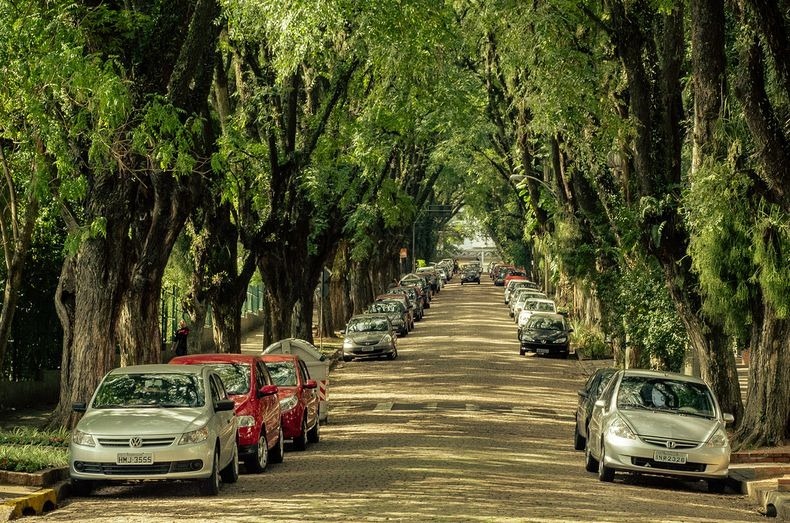 10 самых красивых тоннелей из деревьев в мире