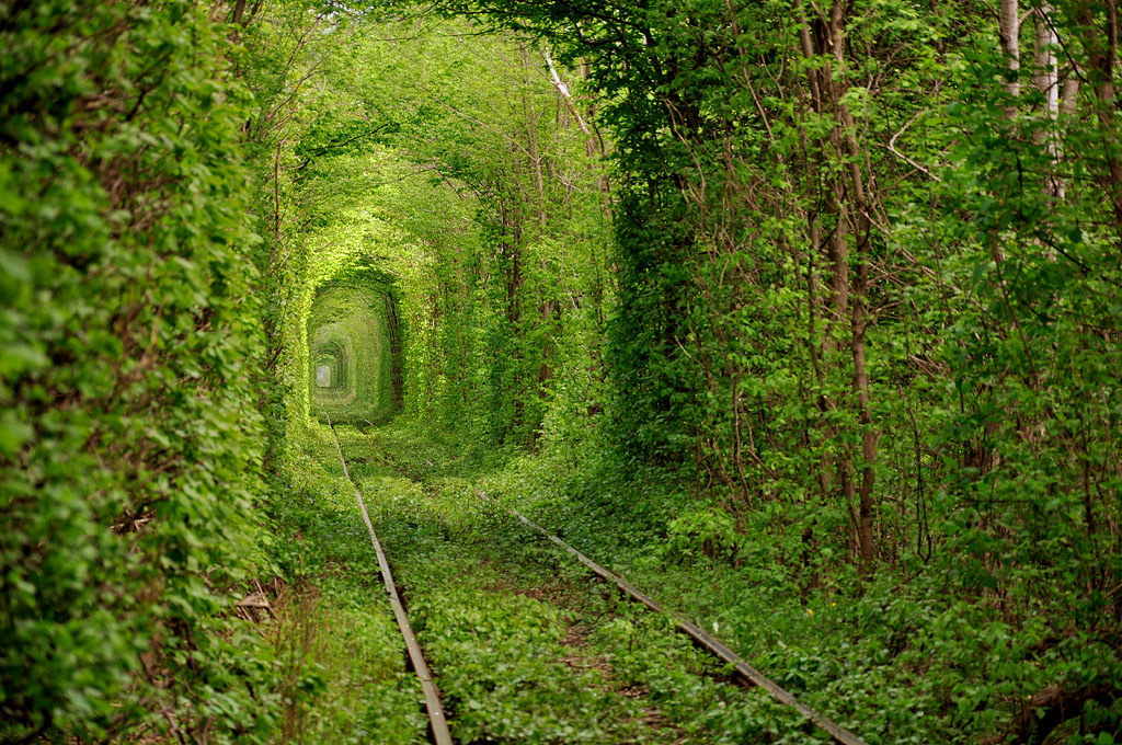 10 самых красивых тоннелей из деревьев в мире