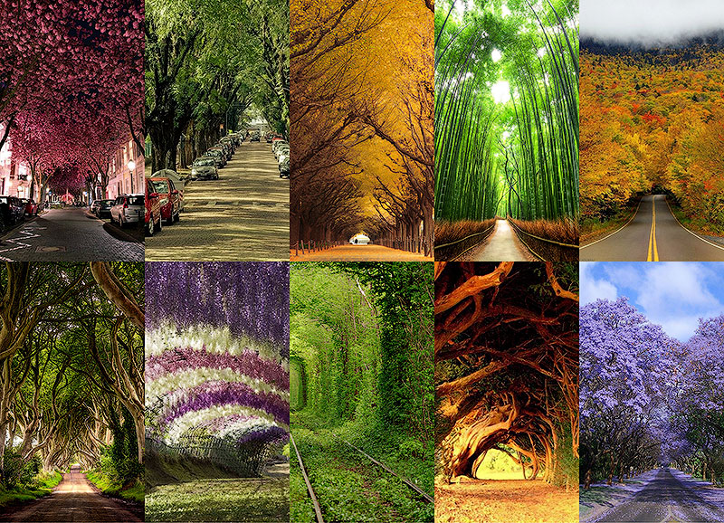 10 самых красивых тоннелей из деревьев в мире