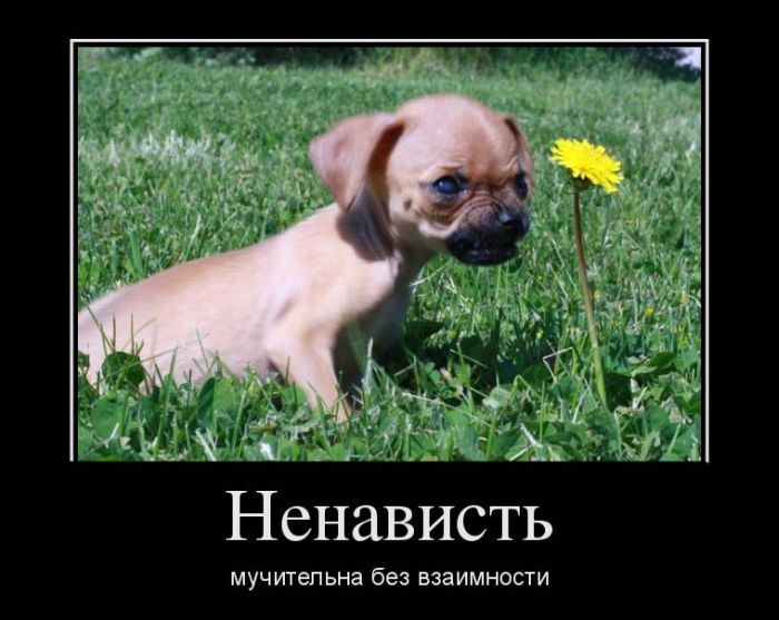 Демотиваторы