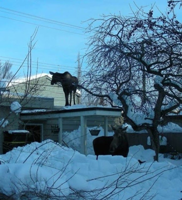 Внезапные гости