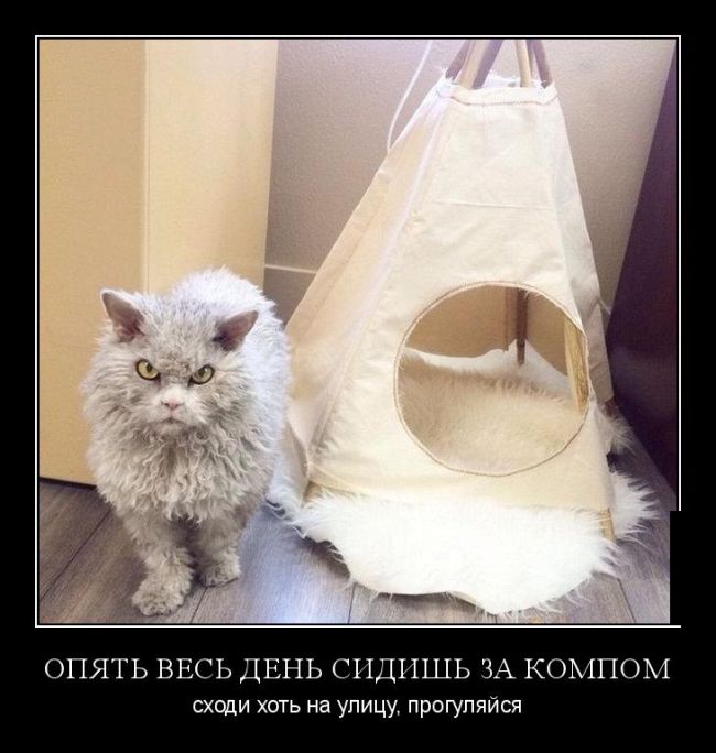 Демотиваторы