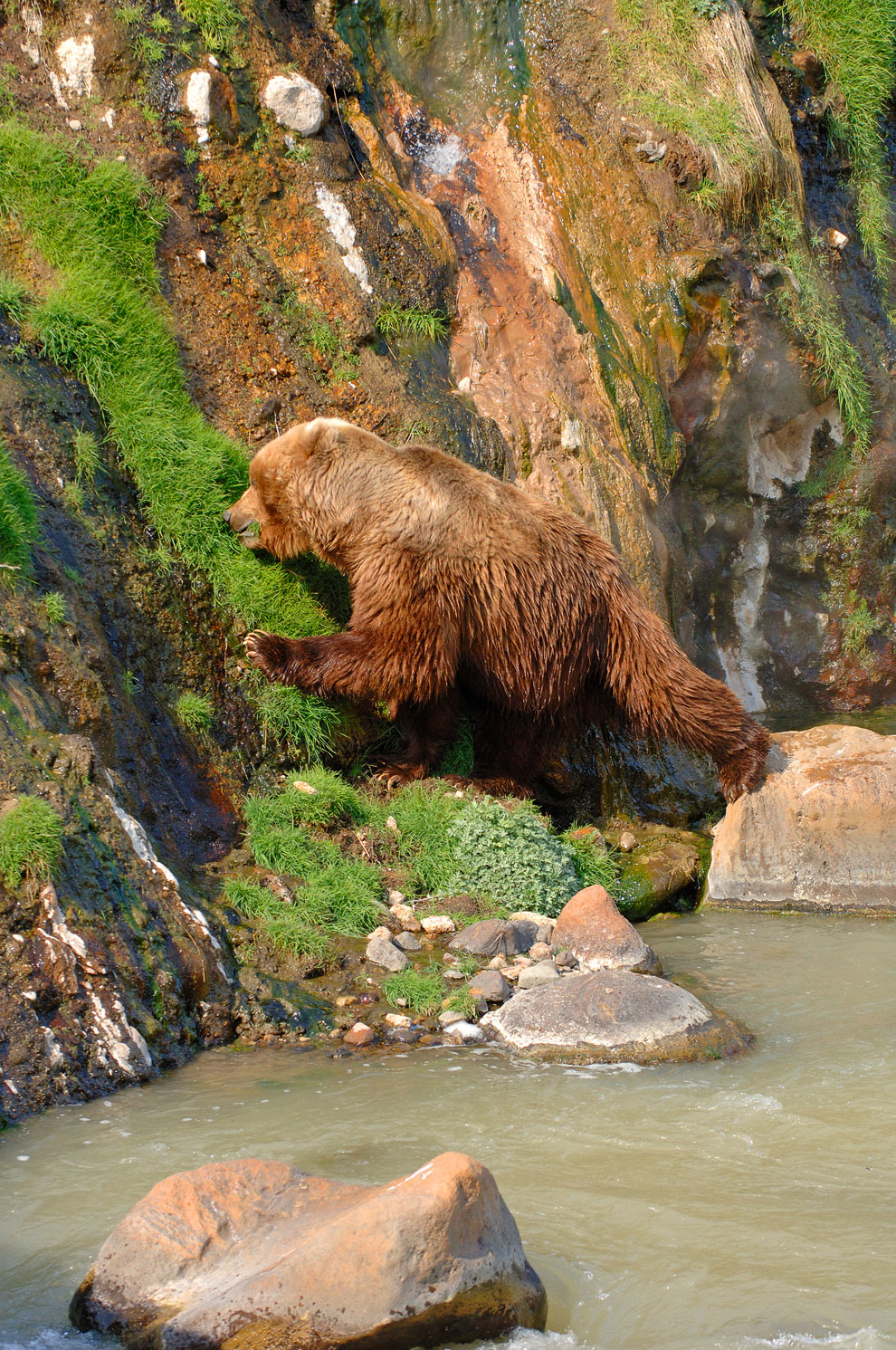 Знакомьтесь, медведь гризли Знакомьтесь, медведь гризли