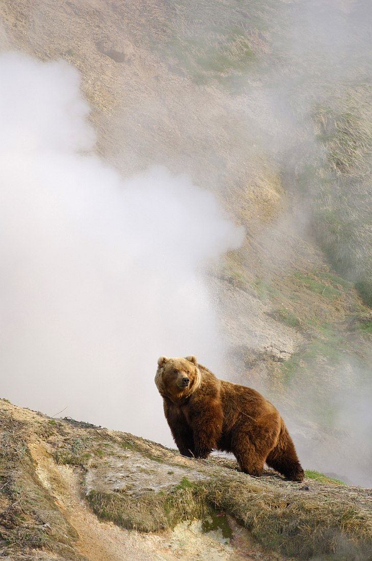 Знакомьтесь, медведь гризли Знакомьтесь, медведь гризли