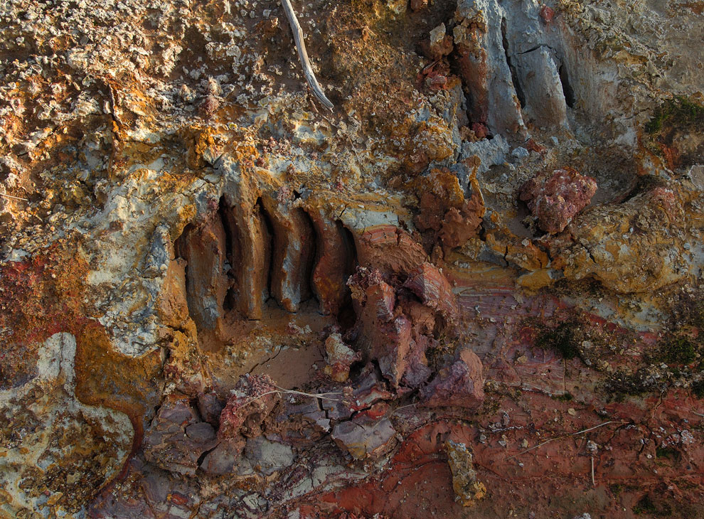 Знакомьтесь, медведь гризли Знакомьтесь, медведь гризли