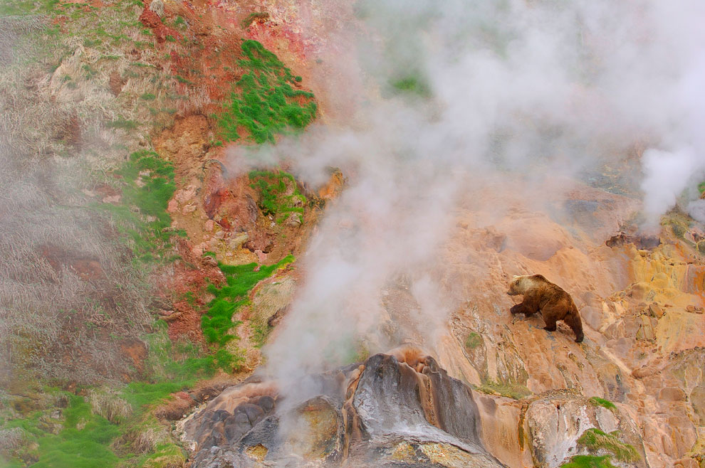 Знакомьтесь, медведь гризли Знакомьтесь, медведь гризли