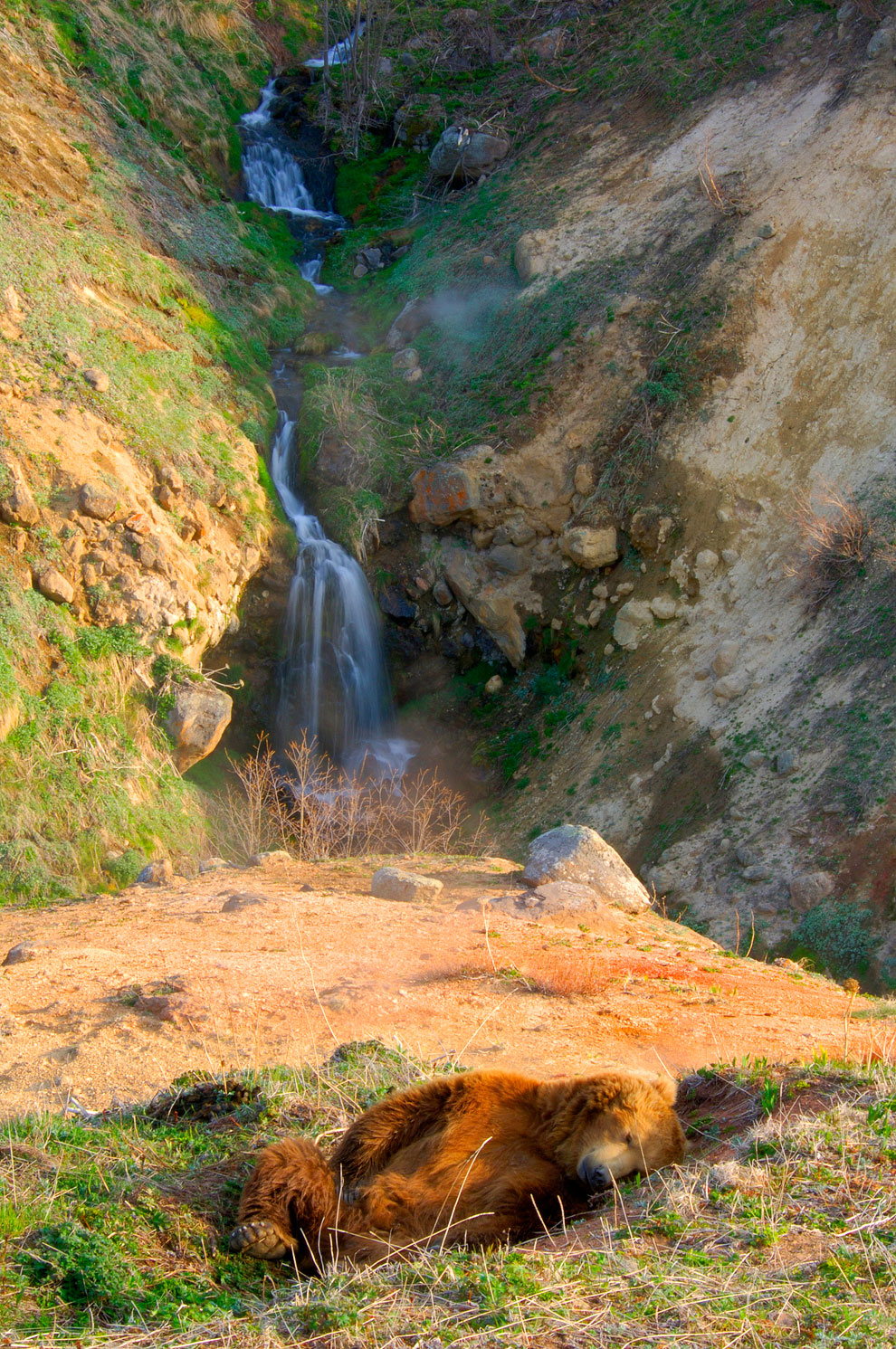 Знакомьтесь, медведь гризли Знакомьтесь, медведь гризли