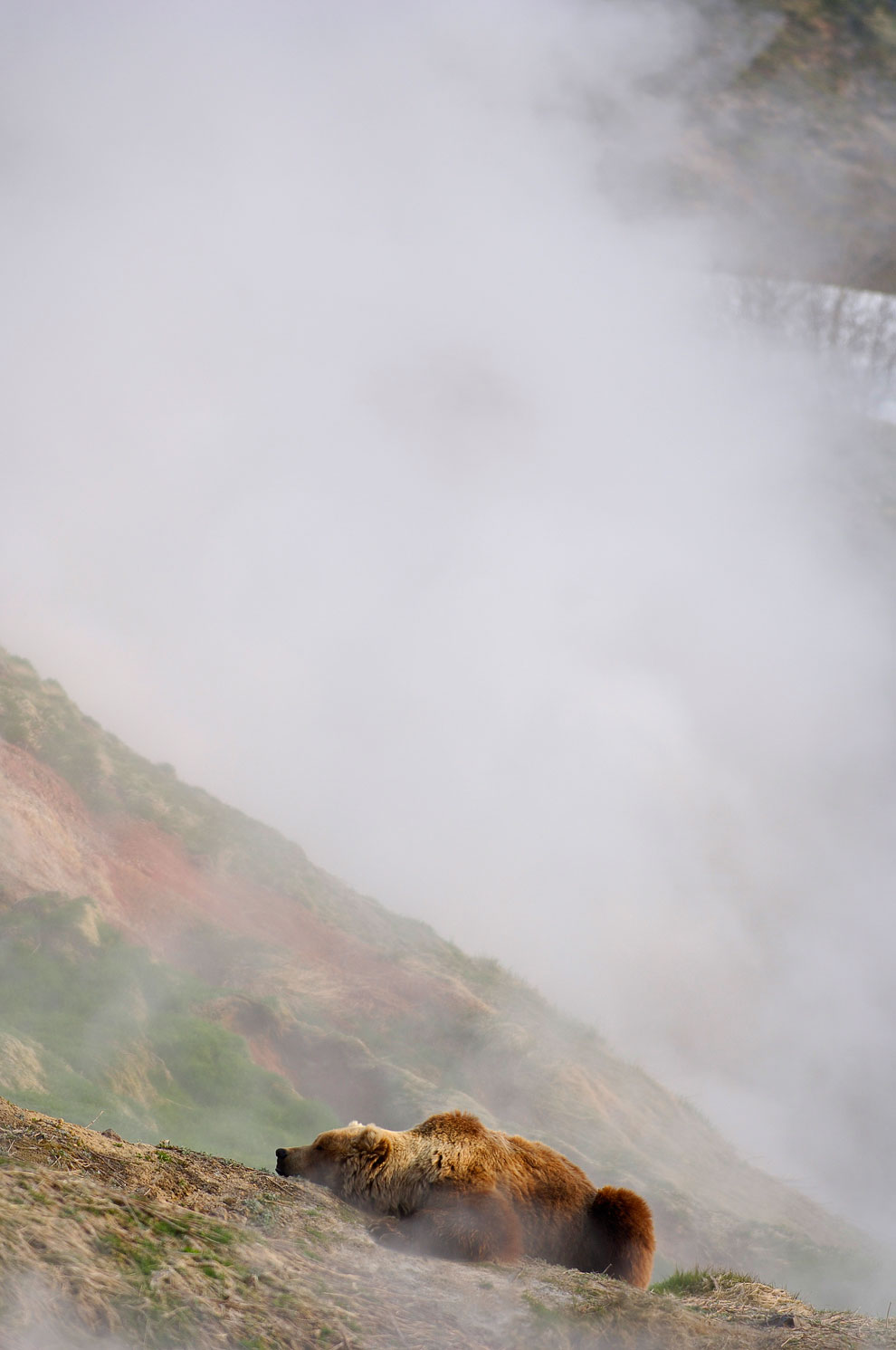 Знакомьтесь, медведь гризли Знакомьтесь, медведь гризли
