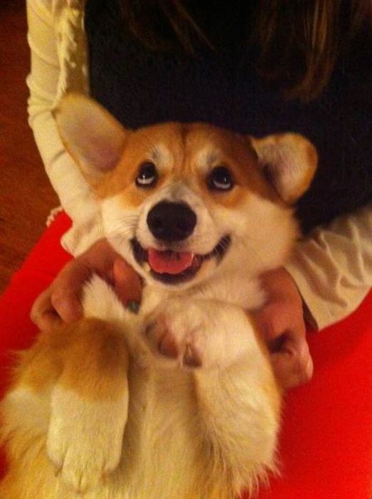 Прикольные картинки