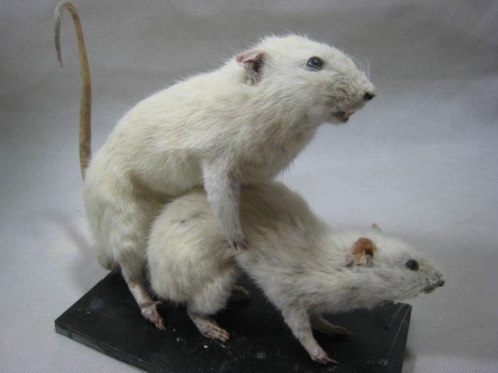 Необычные сексуальные пристрастия Необычные сексуальные пристрастия