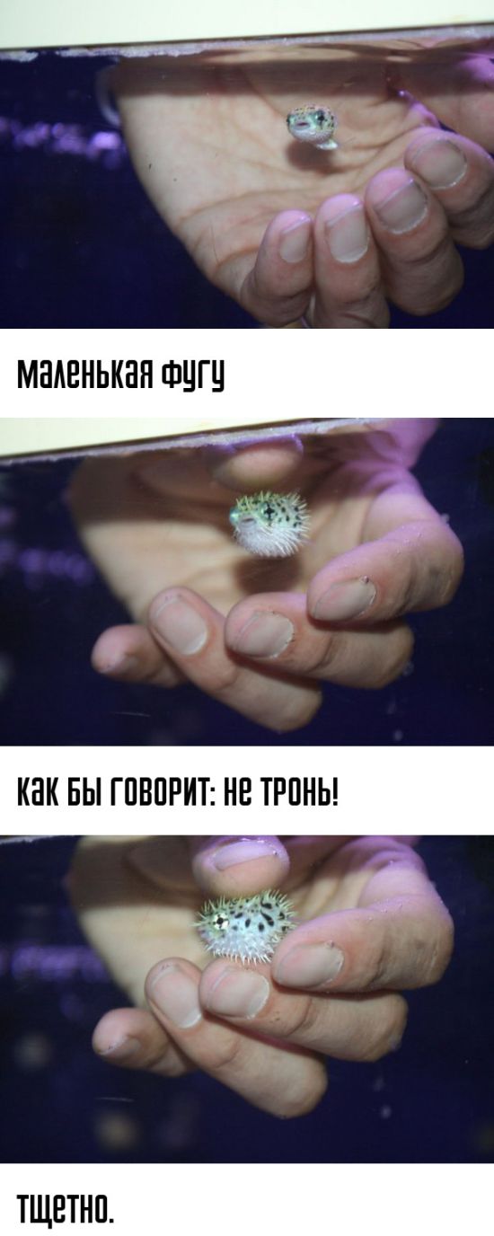Порция картинок