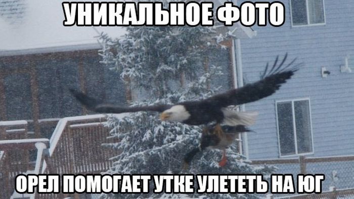 Порция картинок